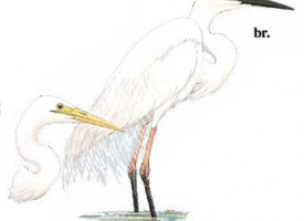 自治區鳥類 (25)