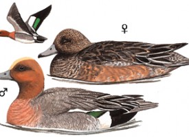 中日保護協定鳥類 (30)