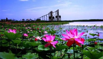 當“荷花節(jié)”遇上“燈光節(jié)”銀川人又有了一個避暑好去處！