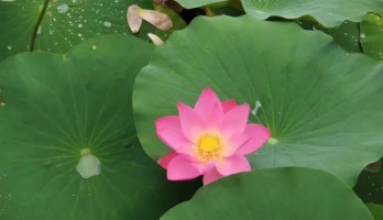 鳴翠湖夏日賞荷好去處！如詩(shī)如畫(huà)，美不勝收！